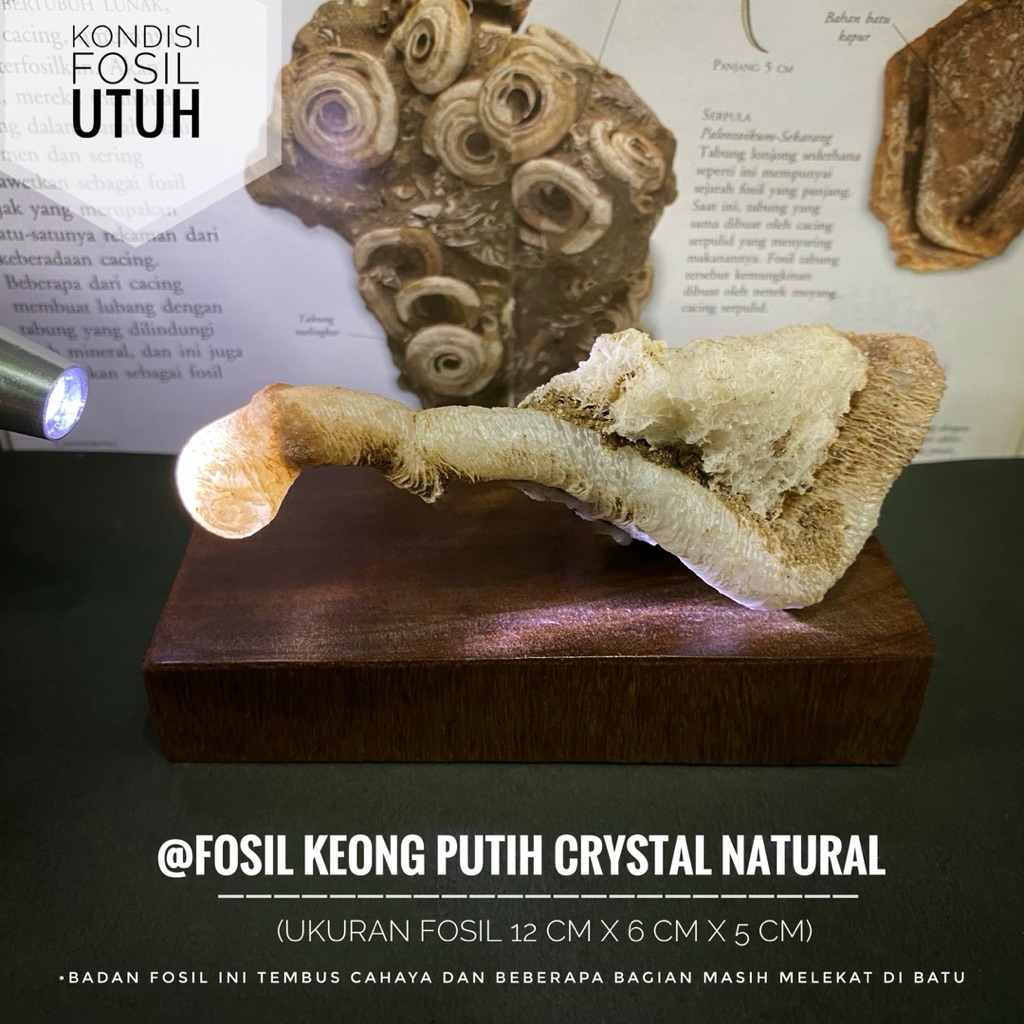 Fosil Keong Putih Crystal Natural F1 atau Fosil Gastropoda Kristal atau Fossil Snail atau Fosil Kol 