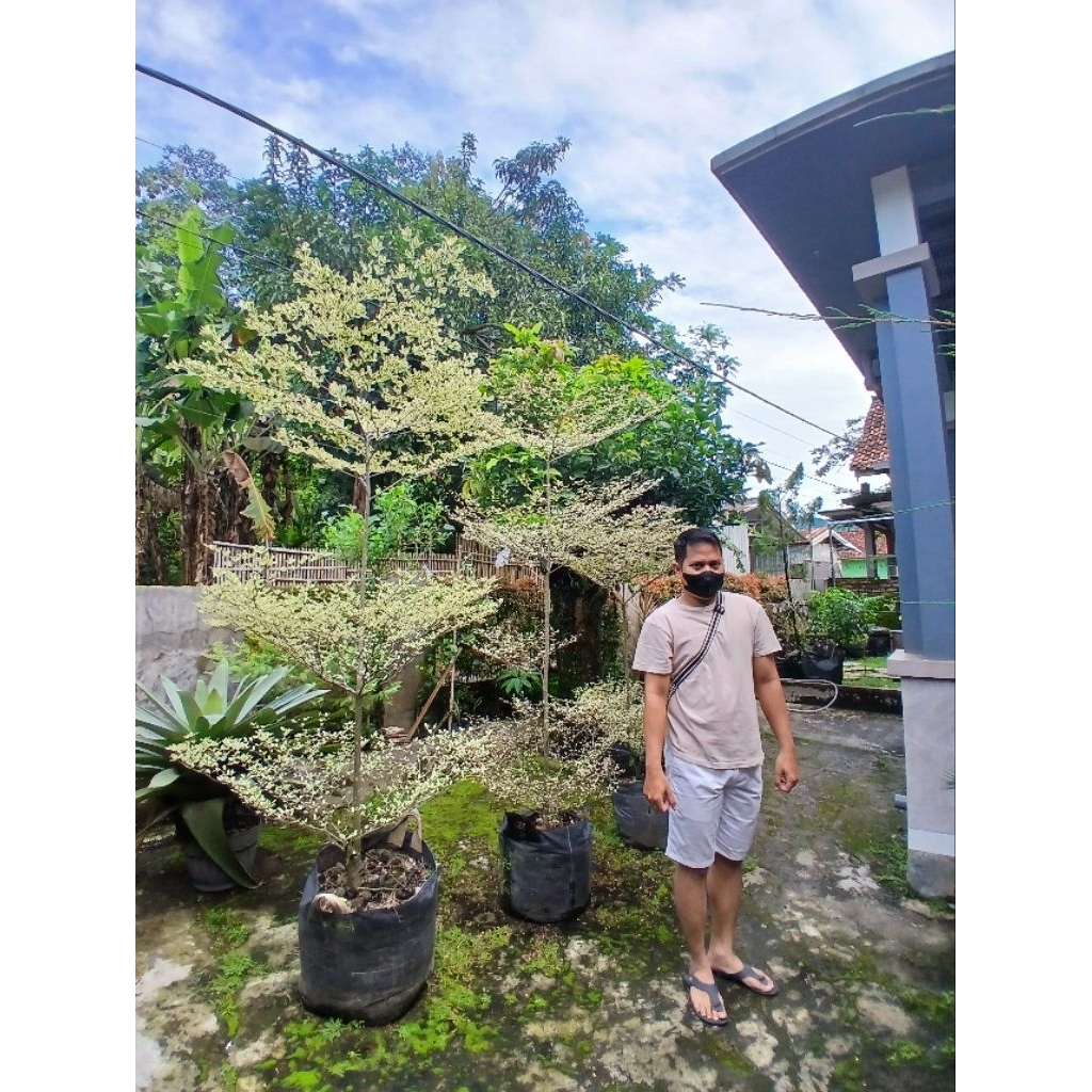 Ketapang Kencana Varigata 2,5m