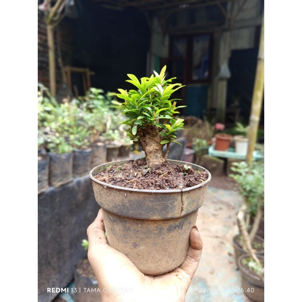 Bonsai bunga asoka kuning mikro bogelan mame bagus