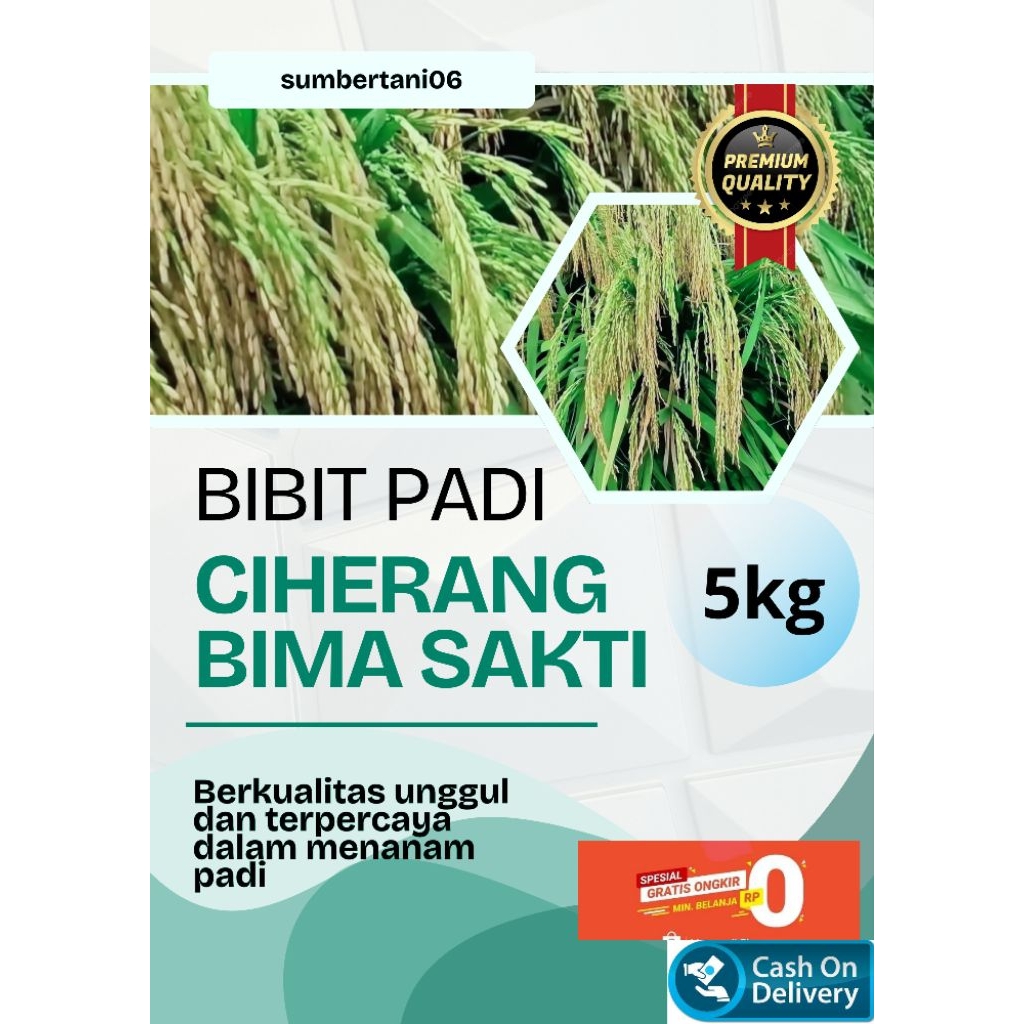 BIBIT PADI CIHERANG BIMA SAKTI KEMASAN 5KG BERKUALITAS UNGGUL DAN TERPERCAYA