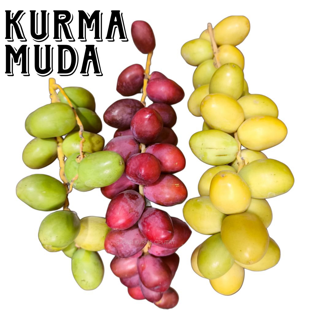 KURMA MUDA CAMPUR SEPET - Kurma Muda Promil Kurma Muda Ruthob