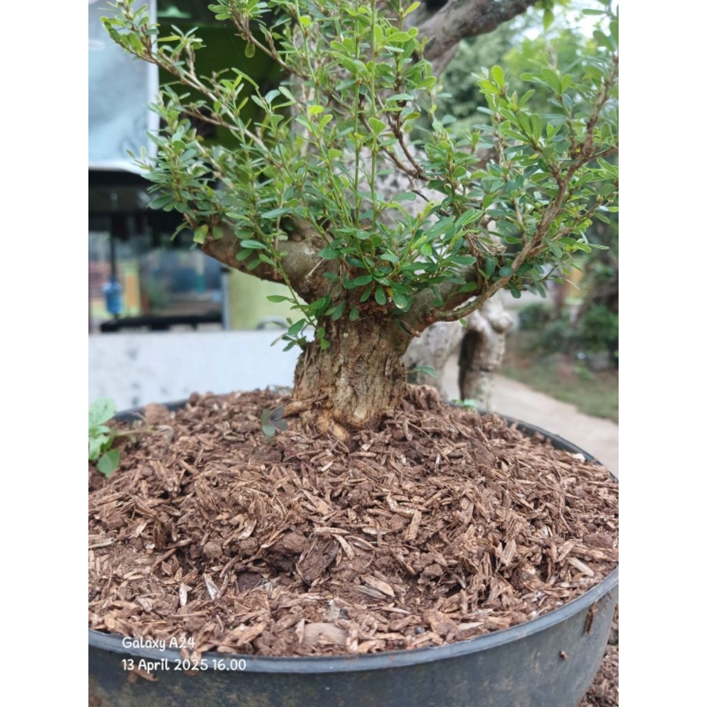 Bahan bonsai saeng simbur super mikro vietnam bogelan