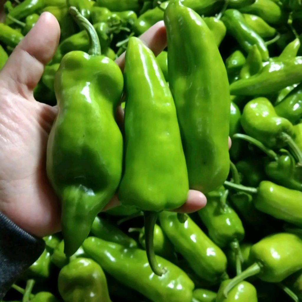 Cabe Hijau Segar Tidak Pedas (500g) Cabe ijo Pontianak / Cabai Hijau Kalbar / Green Chili