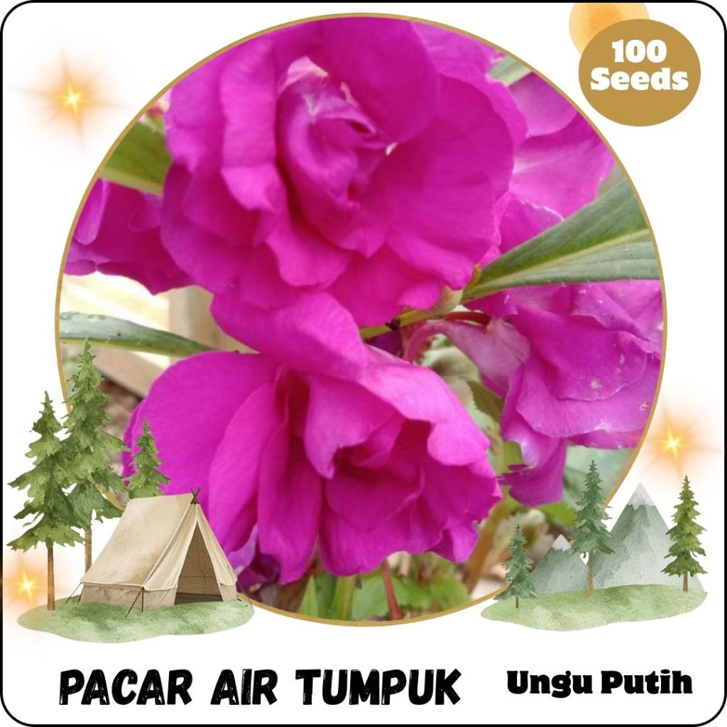 100 Benih Bunga Pacar Air Tumpuk Impatiens Balsamina  Dark Lilac