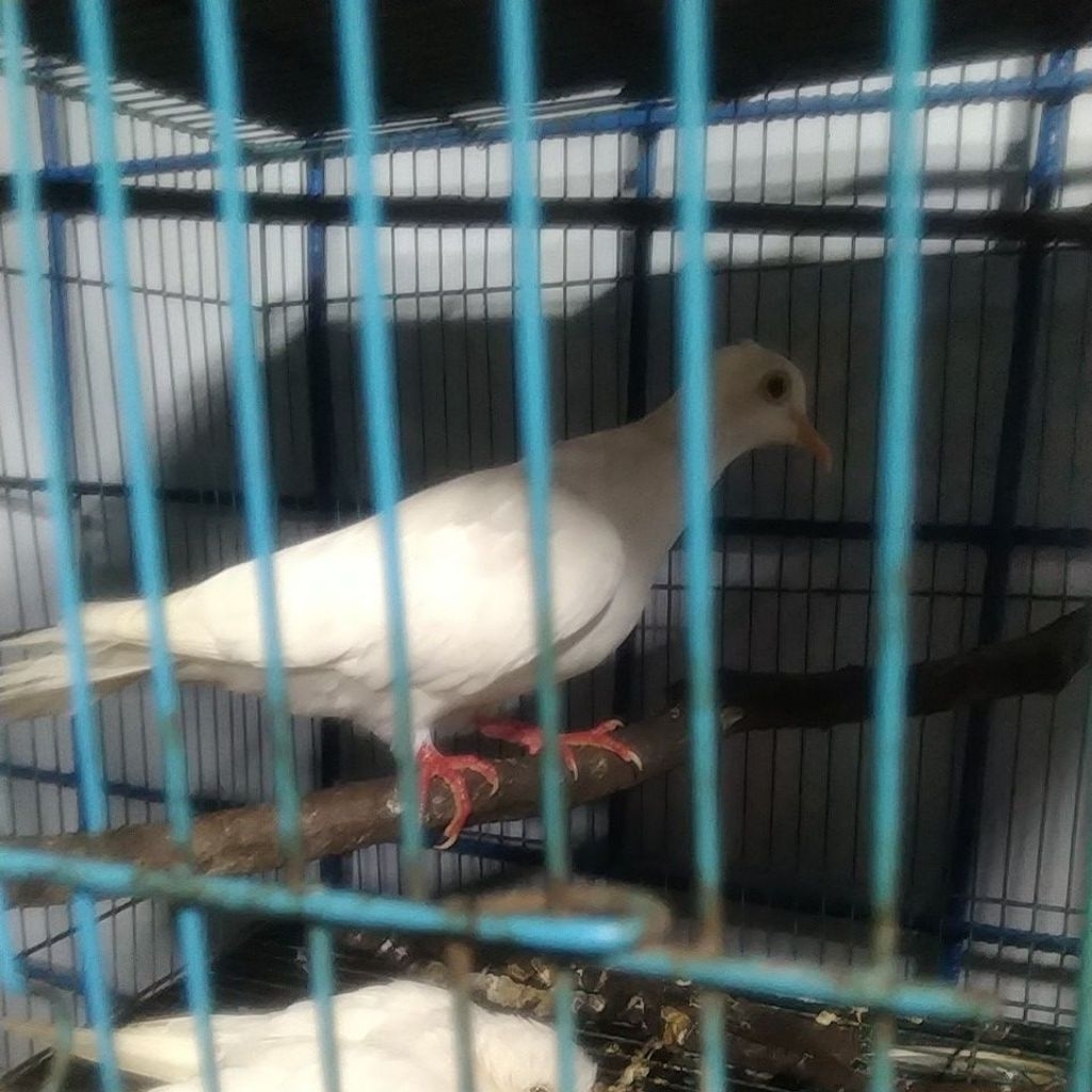 puter putih albino mata merah