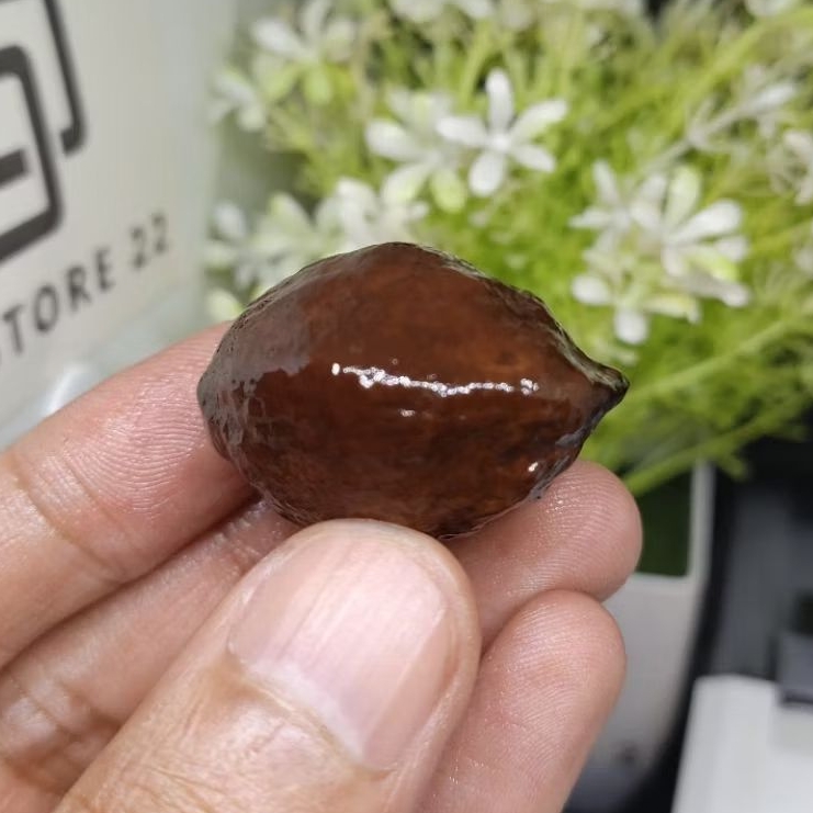 Muncang Adu Jayanti Pait Jr kode C.K