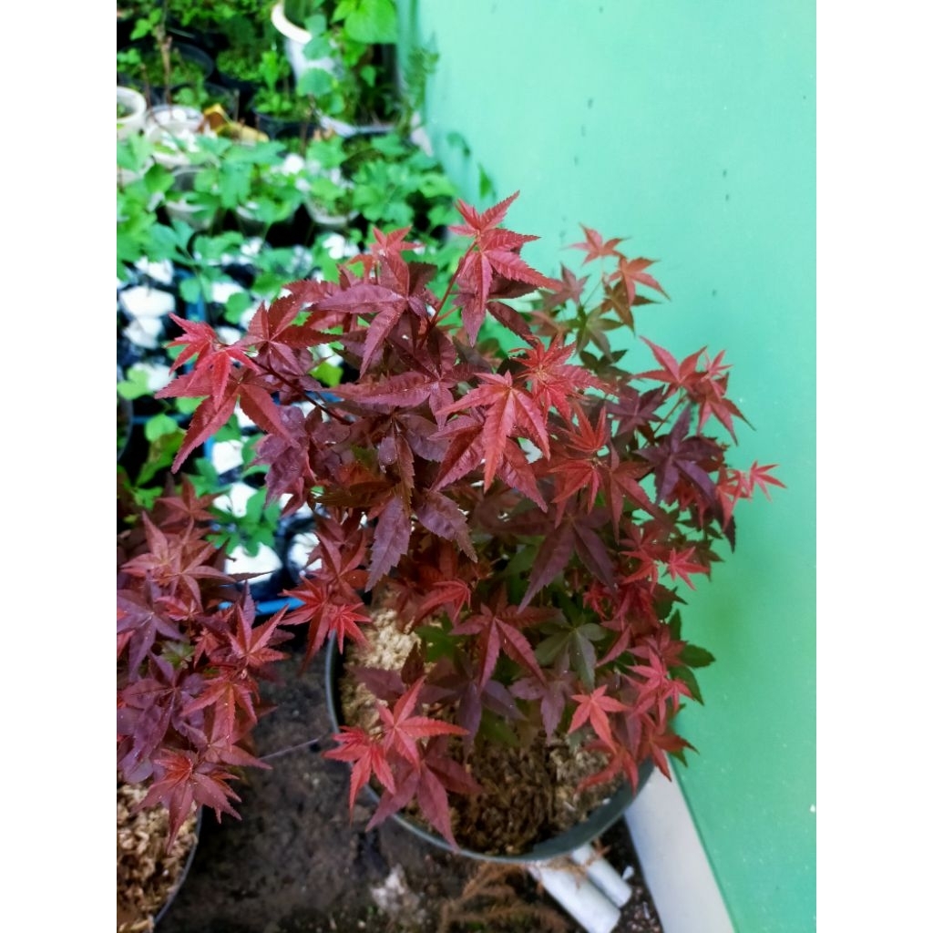 Japanese Red Maple/ Red Maple Japanese