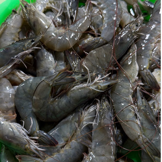 Udang Vaname Besar