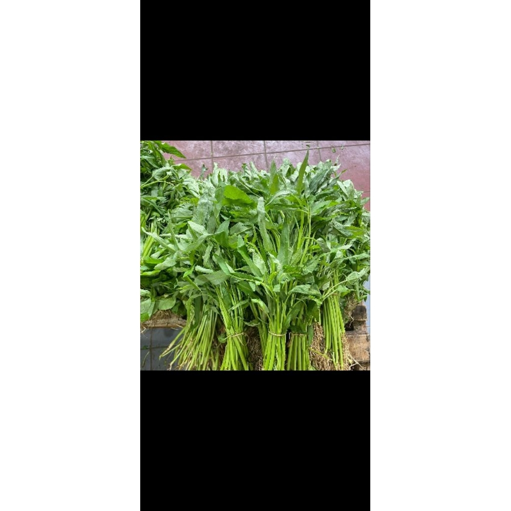 kangkung1ikat