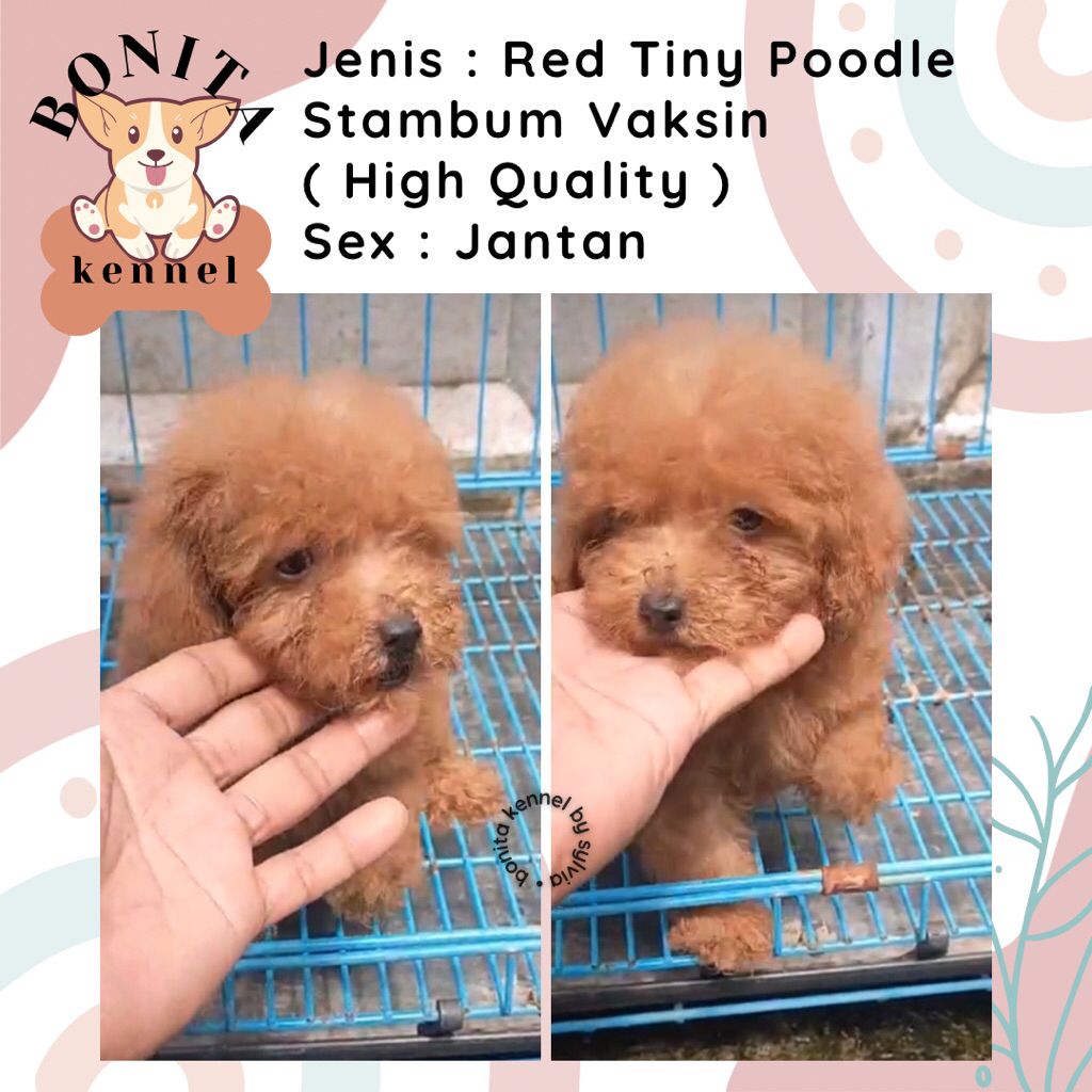 Apricot Fawn Tiny Poodle Stambum Anak Anjing Poodle Jantan Betina