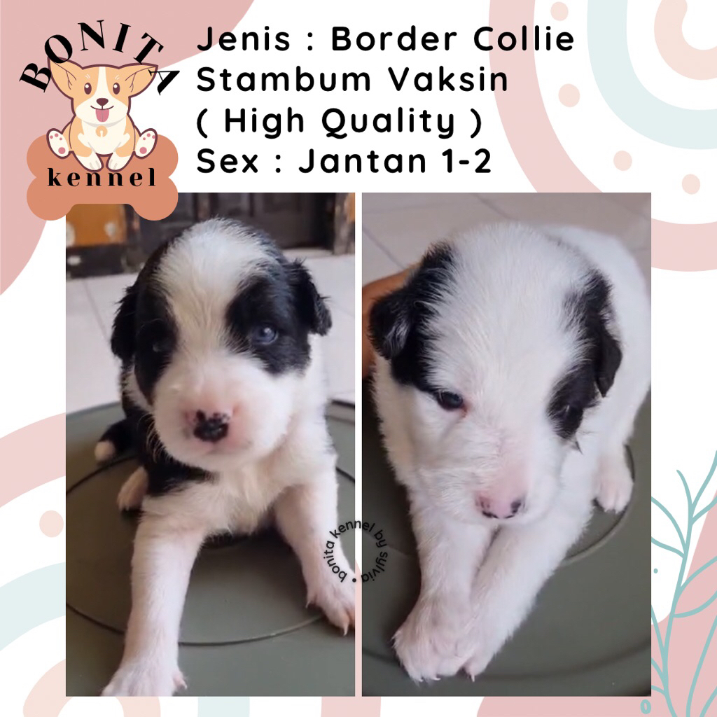 Border Collie Stambum Black And White Flipflop Blue Eyes Anak Anjing Border Collie Jantan Betina