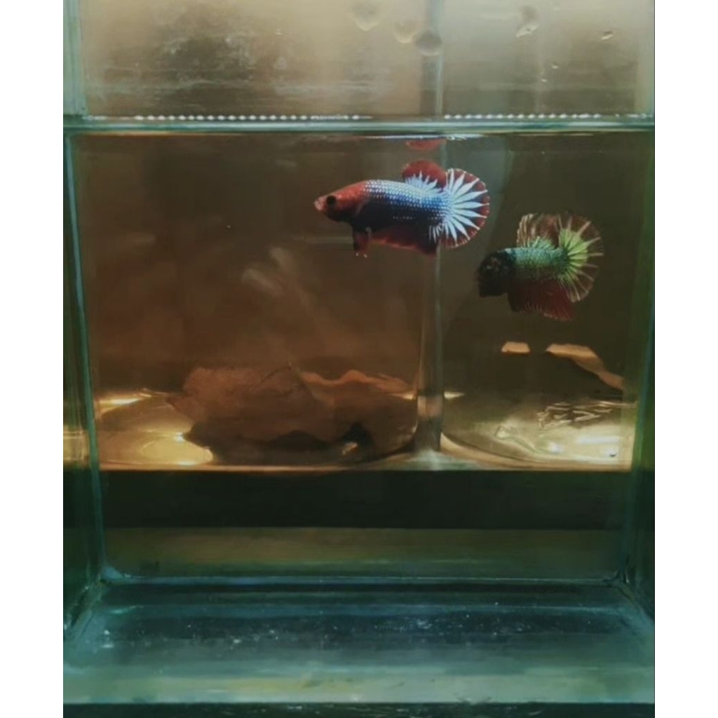 makanan cupang fccp ori vietnam