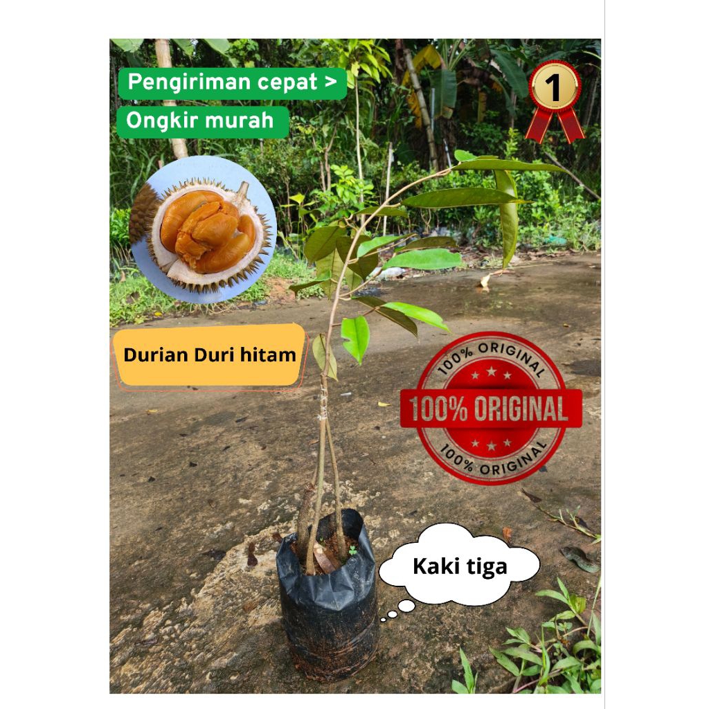 bibit durian duri hitam kaki tiga original cepat berbuah dalam 2 tahun