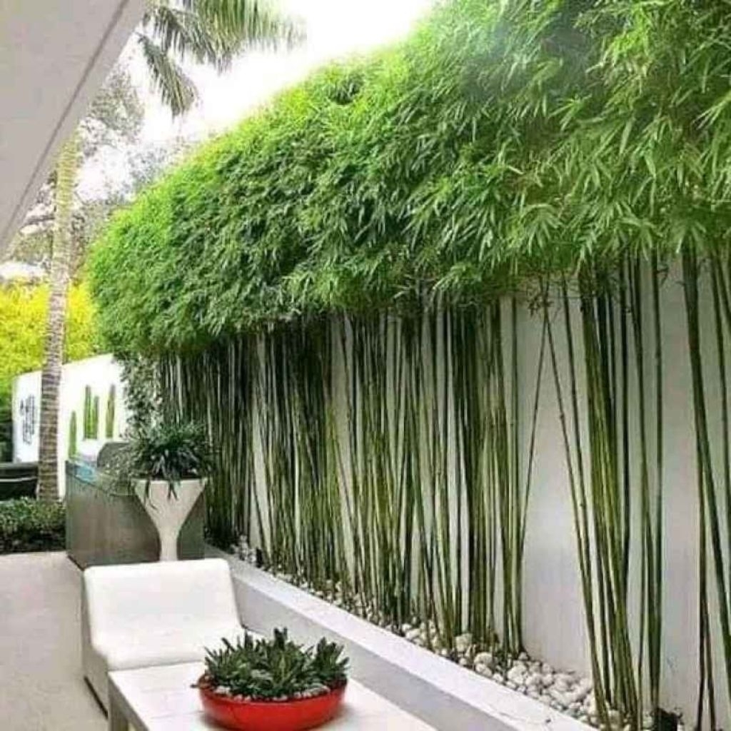 Bibit Bambu Jepang | Tanaman Hias Outdoor Bambu Jepang