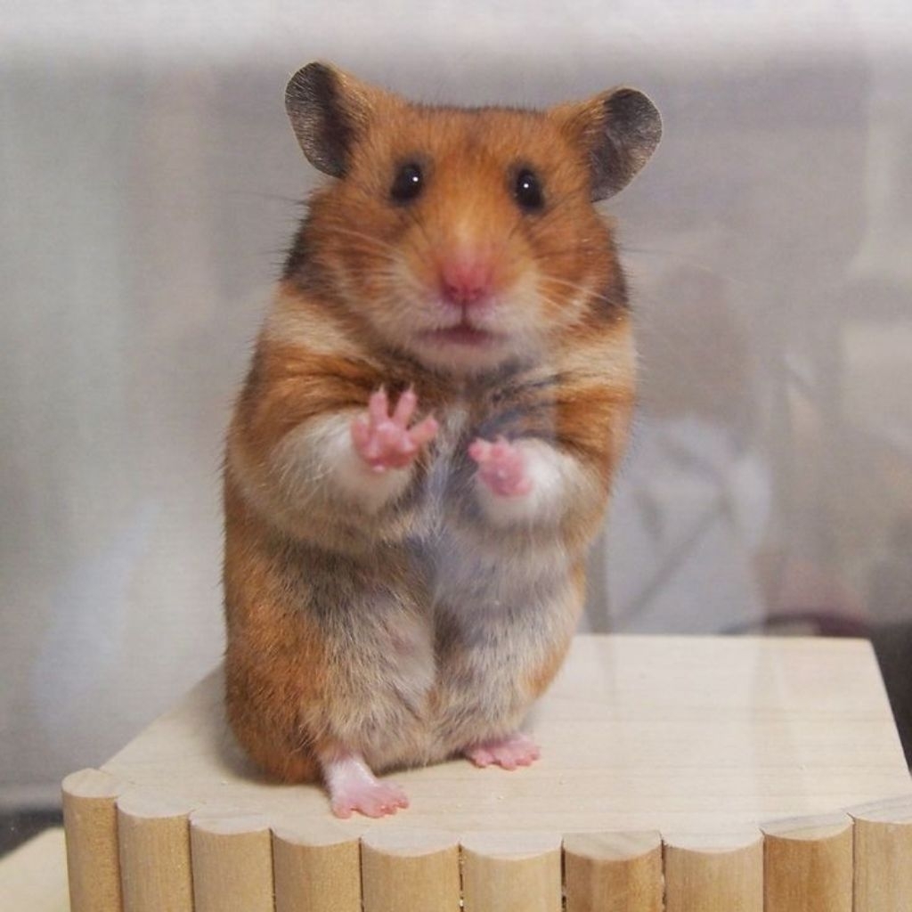 Hamster syrian golden short hair