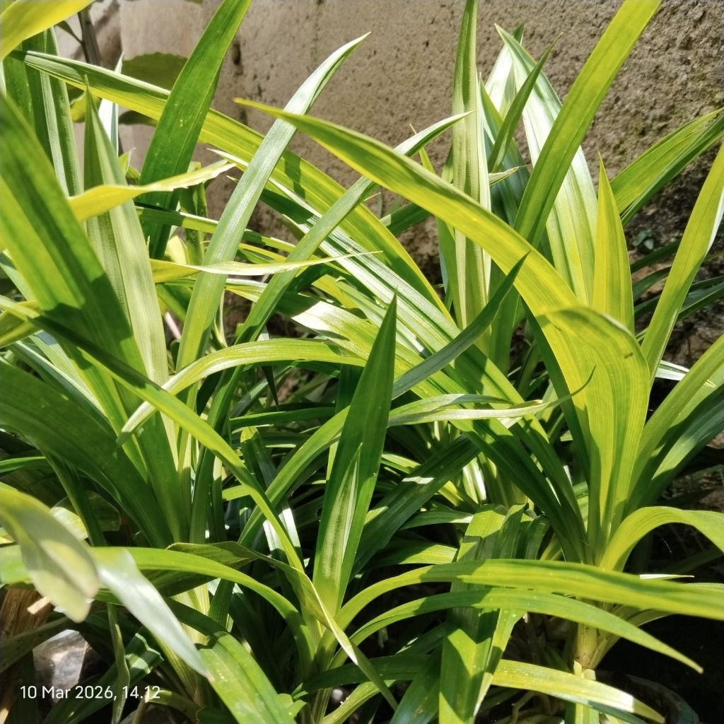 daun pandan kecil 1kg
