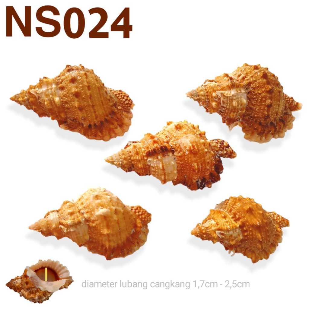NS024 CANGKANG KELOMANG RUMAH SHELL HERMIT CRAB KEONG KUMANG UMANG UMANG POMPONGAN KEPITING PETAPA