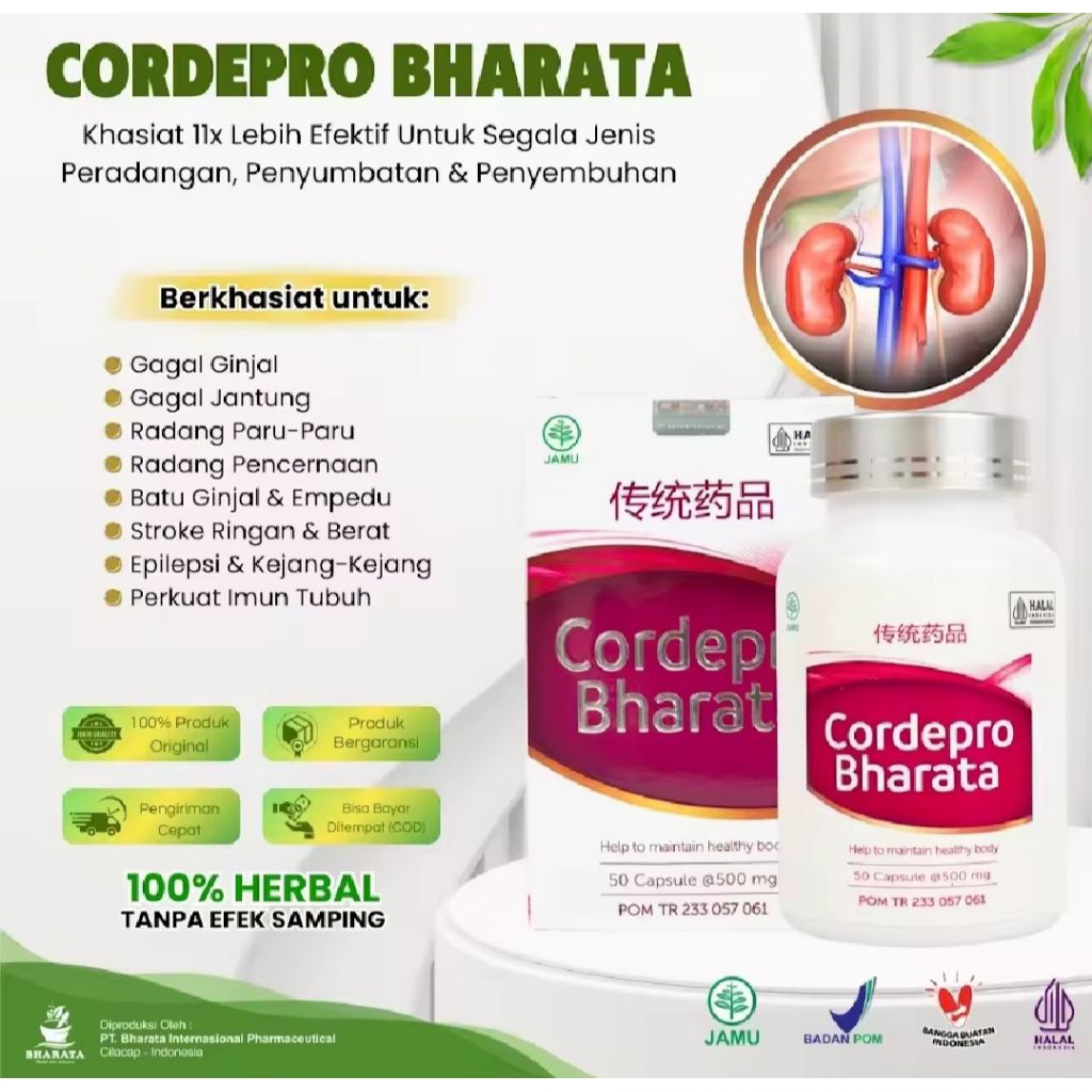 Obat Gagal Ginjal - Batu Ginjal - Radang Ginjal - Obat Cuci Darah - CORDEPRO BHARATA ORIGINAL Ampuh