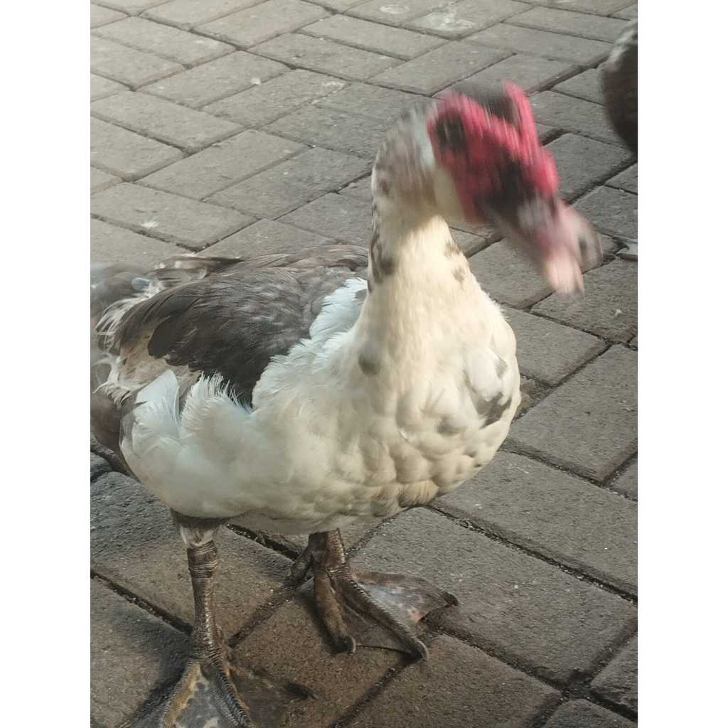 Bebek Entok/Meri, dari Peternakan Sendiri Bisa dikirim Hidup atau Dipotong