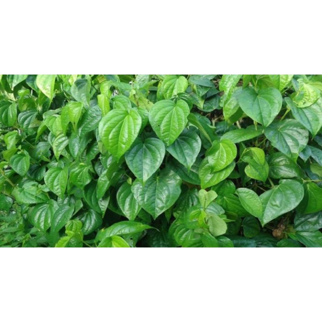 daun sirih segar 1kg