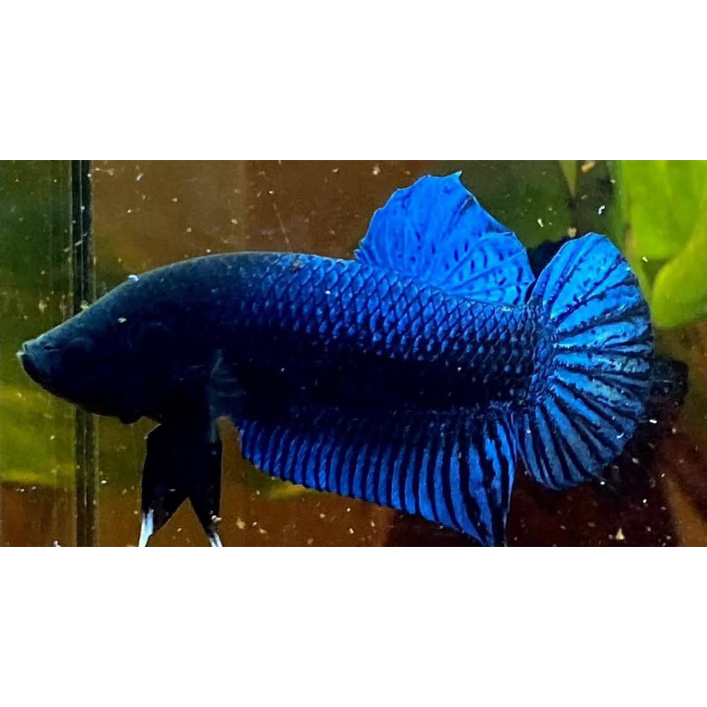 cupang import thailand original VVIP