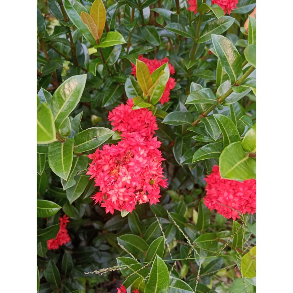 Pagar Hidup Asoka India / Tanaman Pagar Hidup Asoka India