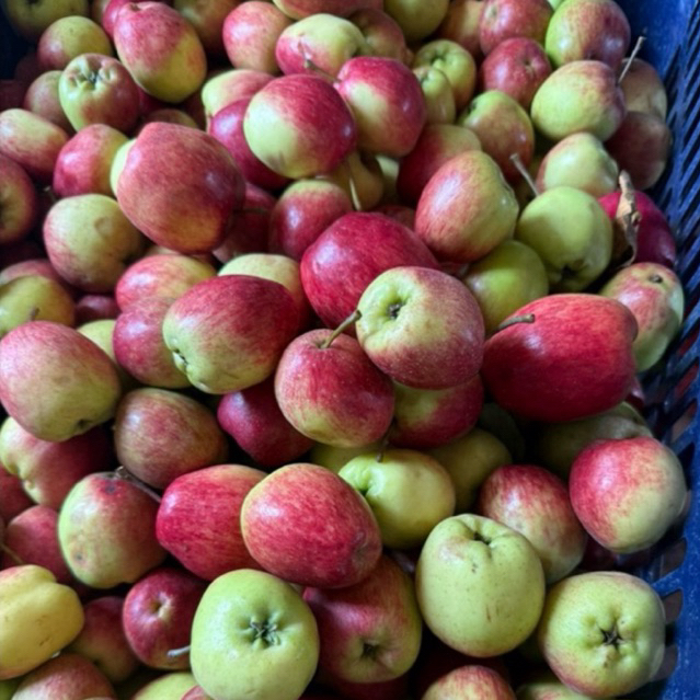 APEL ANA MALANG 1KG UKURAN KECIL ISI 17-20 BUAH