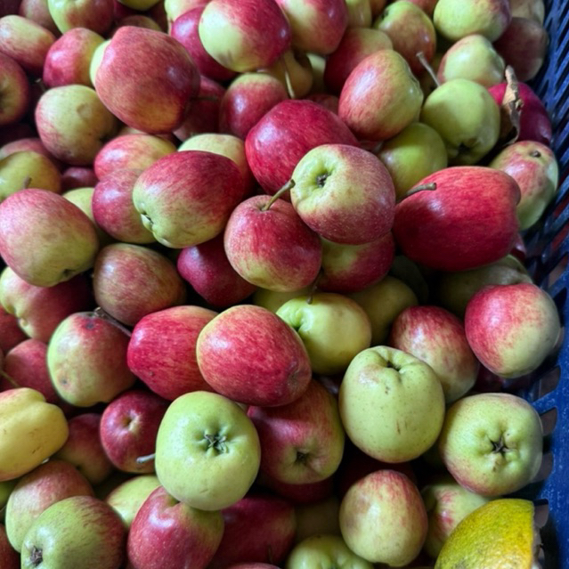 APEL ANA MALANG UKURAN BESAR 1KG ISI 7-10 BUAH