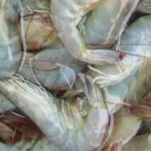 Udang vaname 500gr 500g