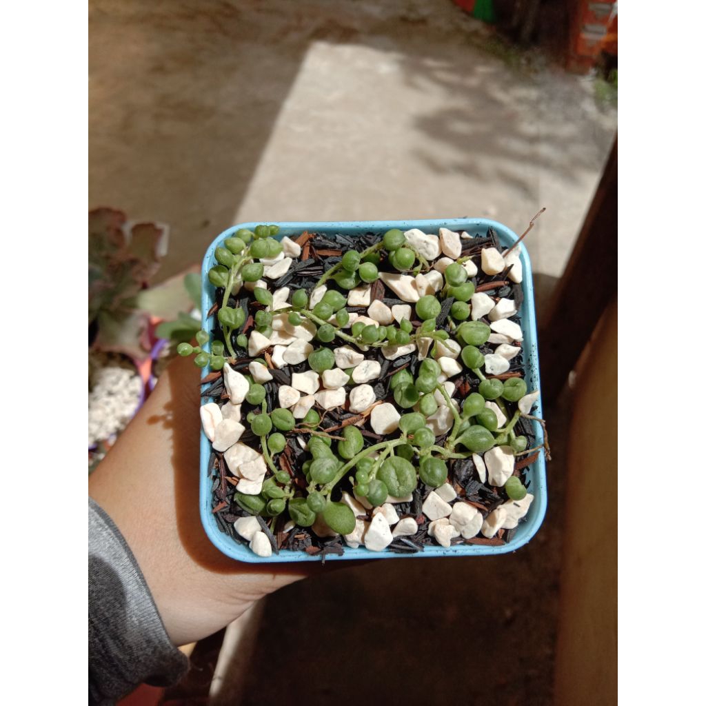 STRING OF PEARL SUKULEN