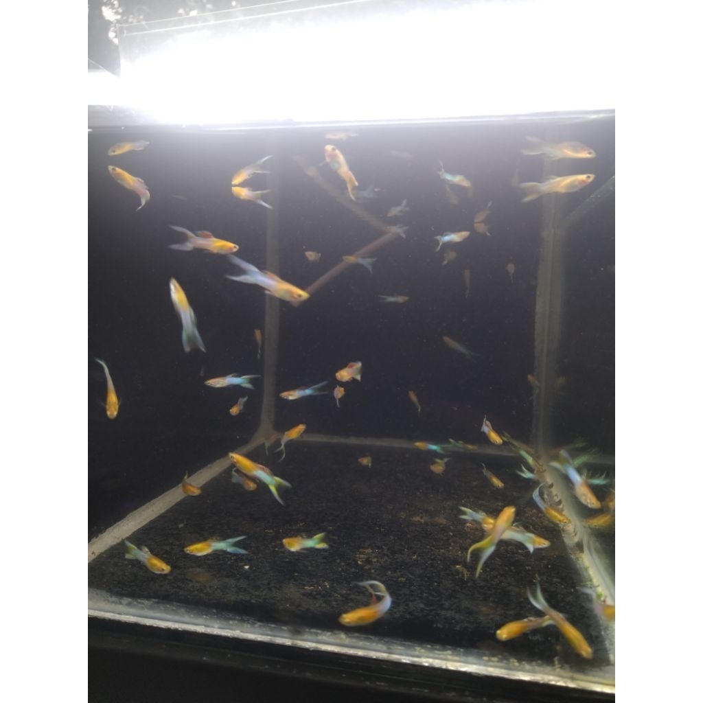 Ikan Guppy Endler Japan Blue double sword– Breeder – Jantan Betina