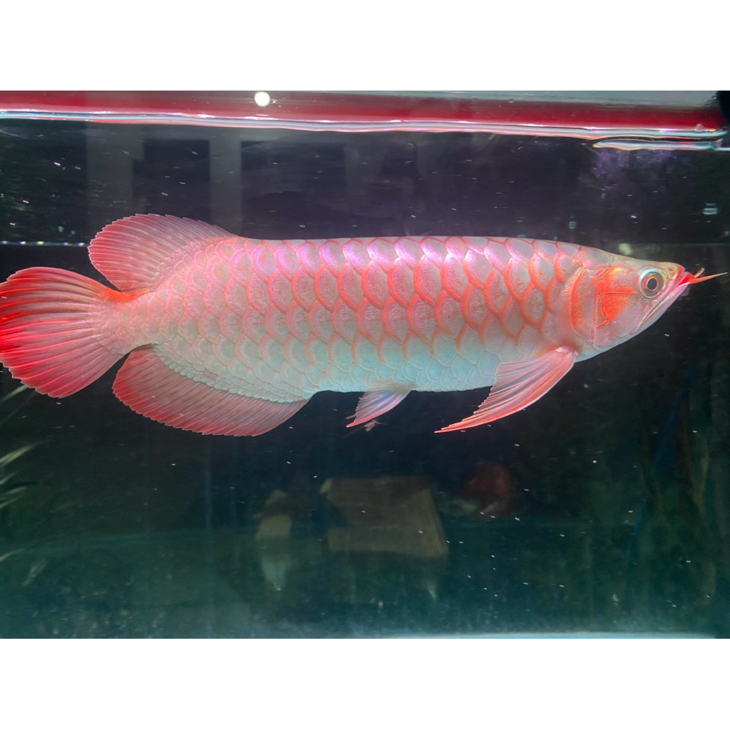 arwana super red chili sepauk 33 cm sertifikat & chip