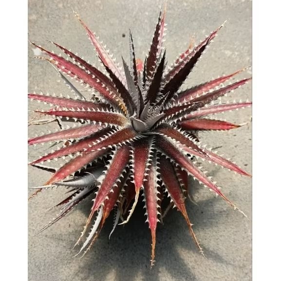 Dyckia Platyphylla