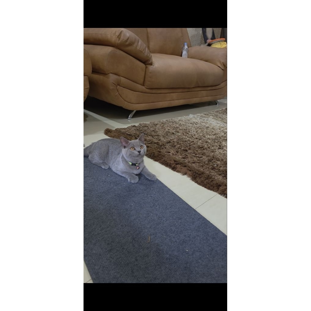 bsh kitten blue