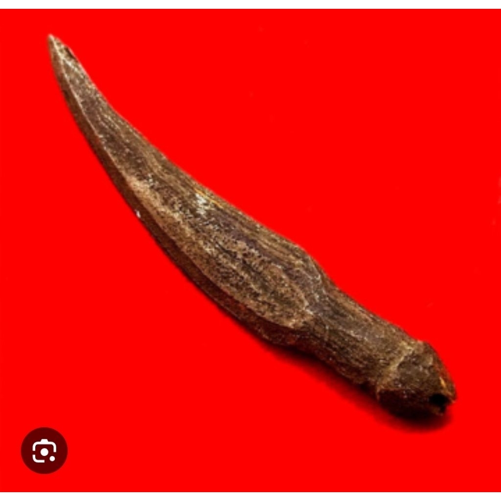 sarutomo kuku ponconoko