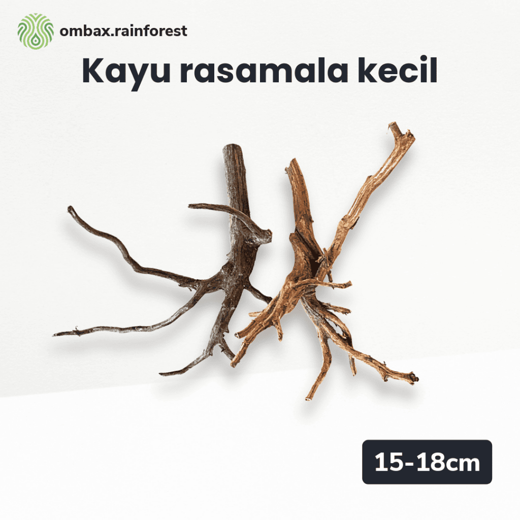Akar Rasamala Kecil | Kayu Hardscape Aquascape Terrarium