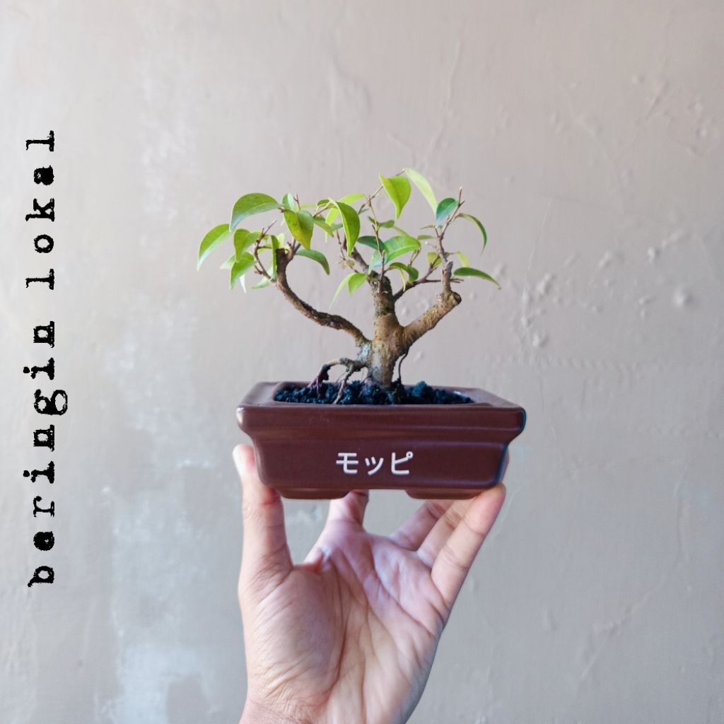 BONSAI BERINGIN LOKAL DIKIRIM SESUAI FOTO
