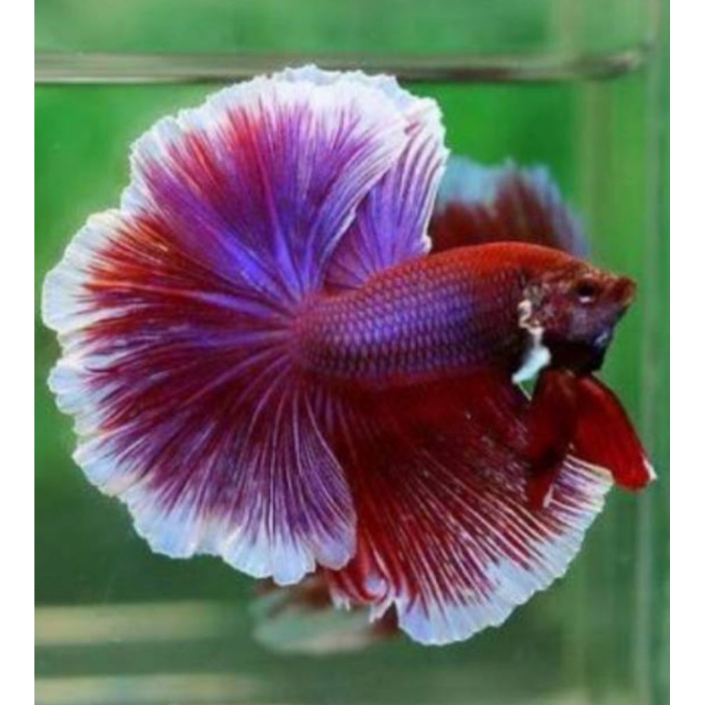 Big Ear Cupang Jantan - Warna Acak, Sepasang Jantan & Betina, Hiasan Aquarium