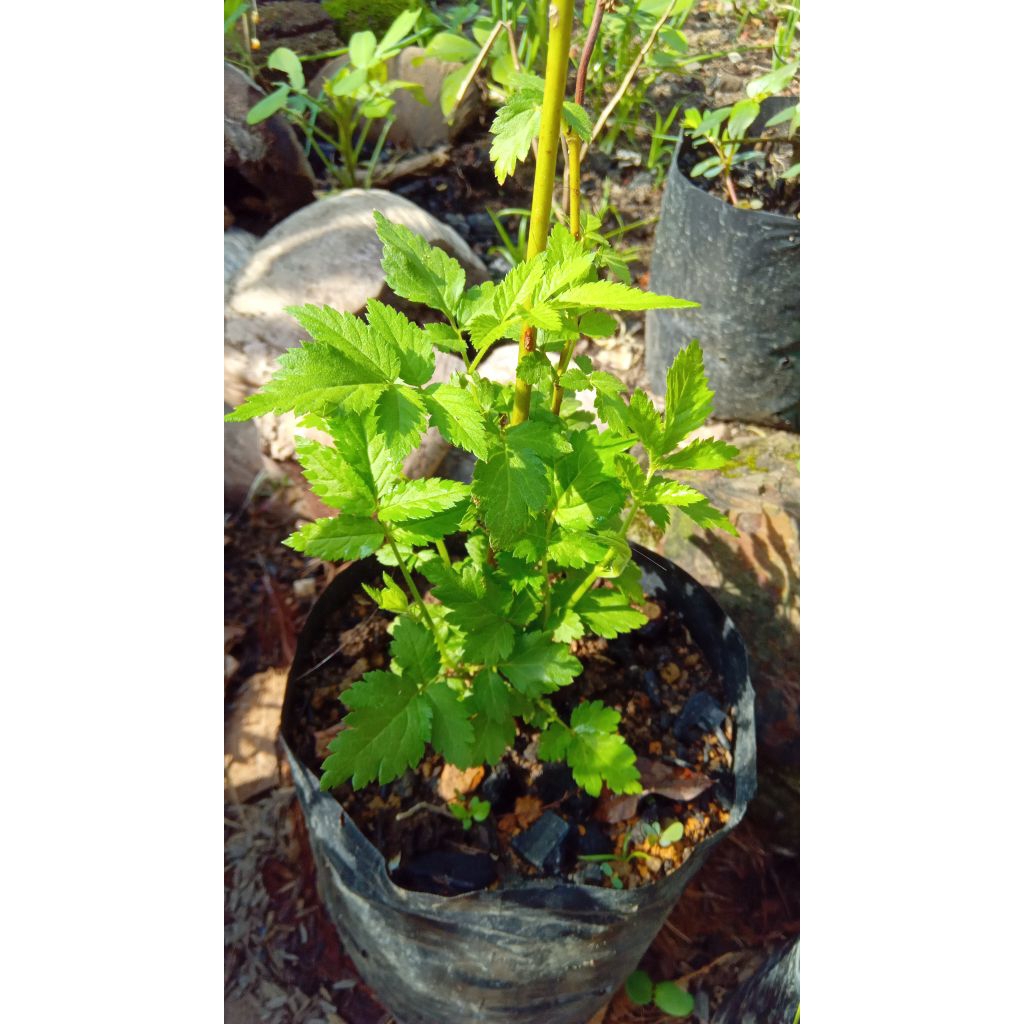 Bibit Arbei (Strawberry Gunung)