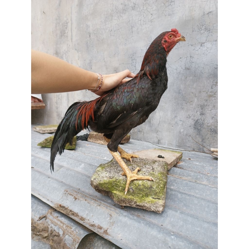 Ayam hidup.. Ayam bangkok super