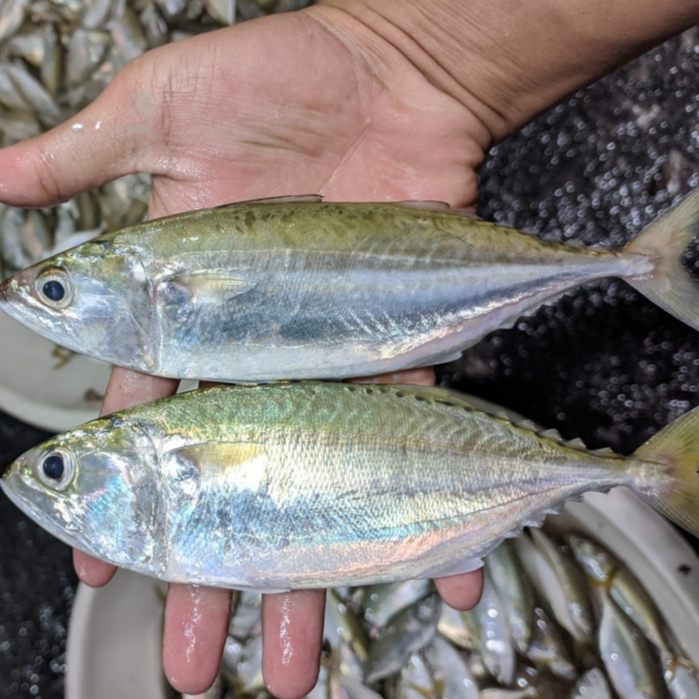 Ikan Kembung / Ikan Kembung Segar / Ikan Kembung 1Kg / Ikan Kembung Gepeng / Seafood / Ikan Laut / I