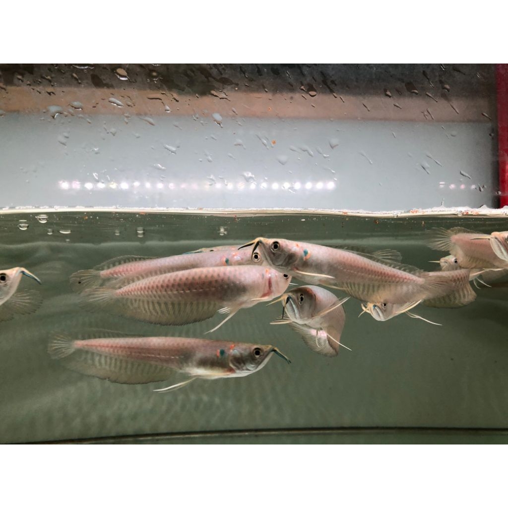 BERGERANSI Paket dekorasi Akuarium aquaseceps air tawar Arwana Silver Brazil Size 11-12cm blue mexse