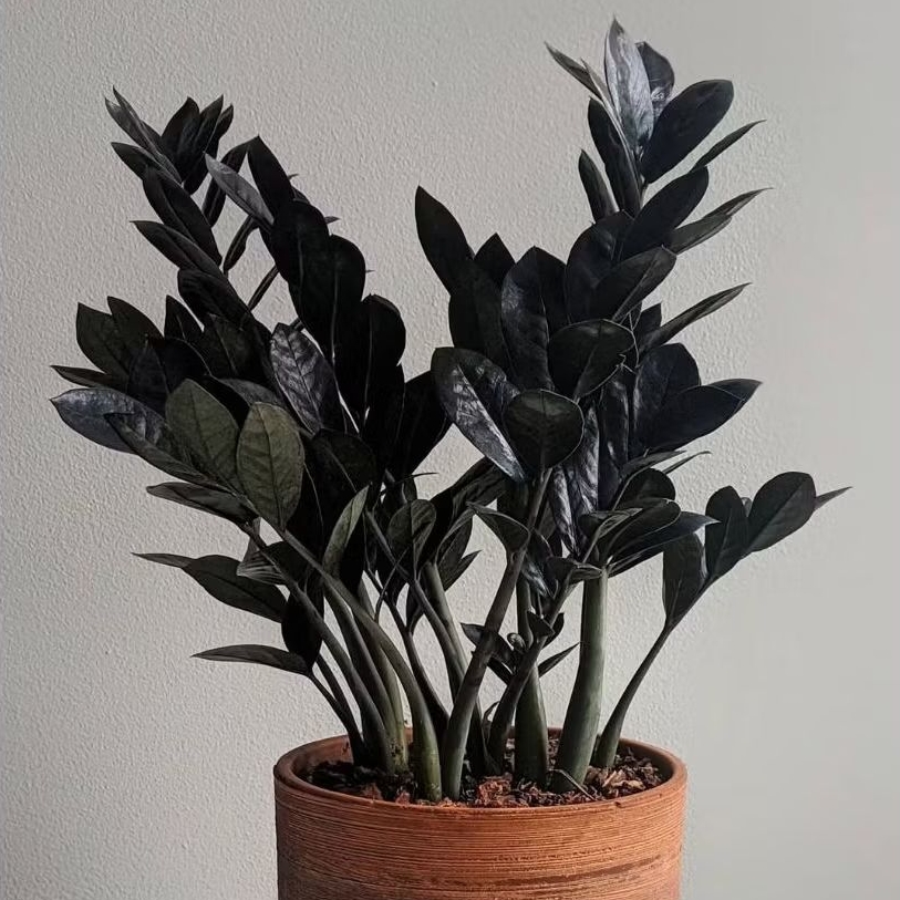 *PROMO* Zamia Raven / Zamia Black / Zamia Culcas Black