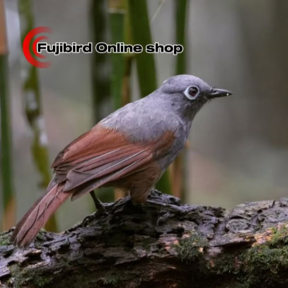 BURUNG POKSAY MANTEL JANTAN PILIHAN