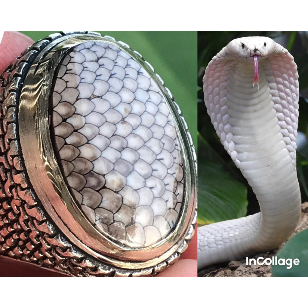 SNAKE SCALE JHIPEN OF COBRA/JHIPEN SISIK ULAR COBRA FULL SISIK AJIB LANGKA