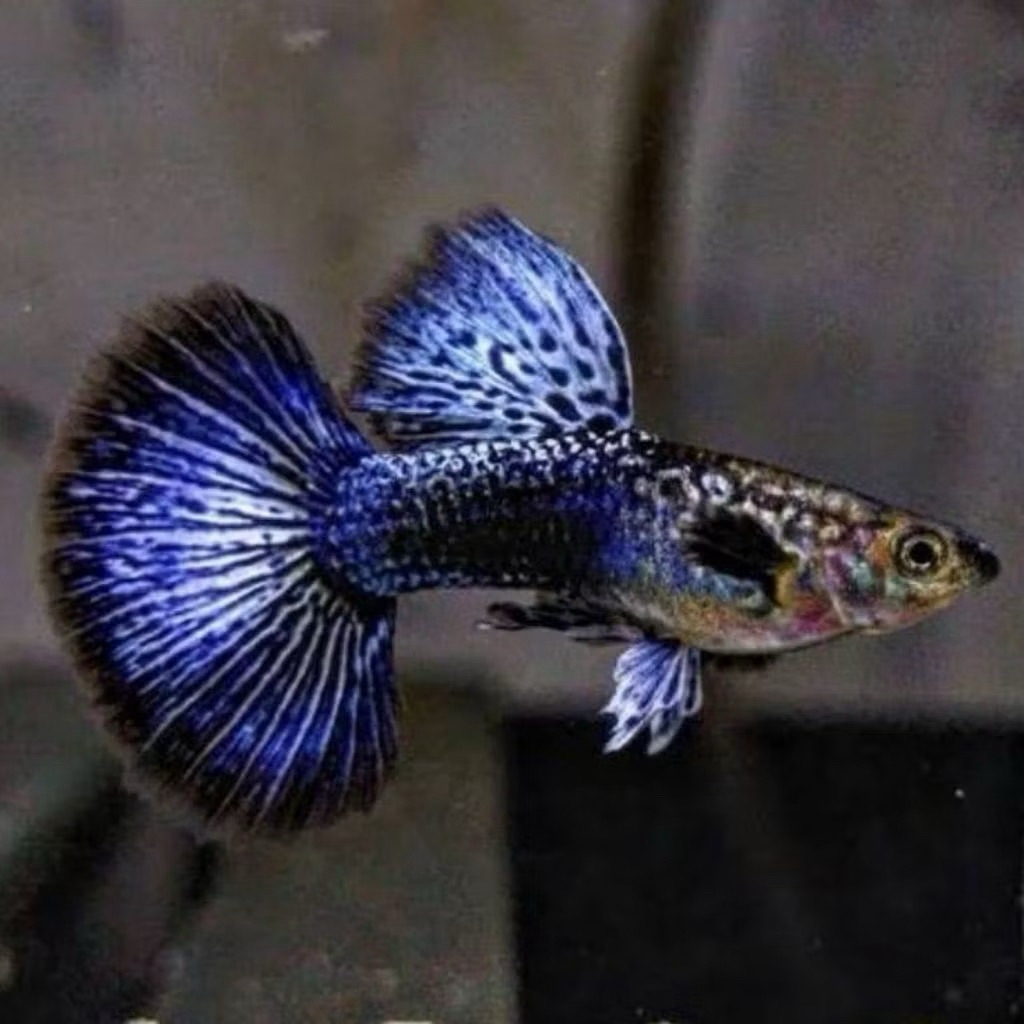 Guppy Purple Dragon/ pasang