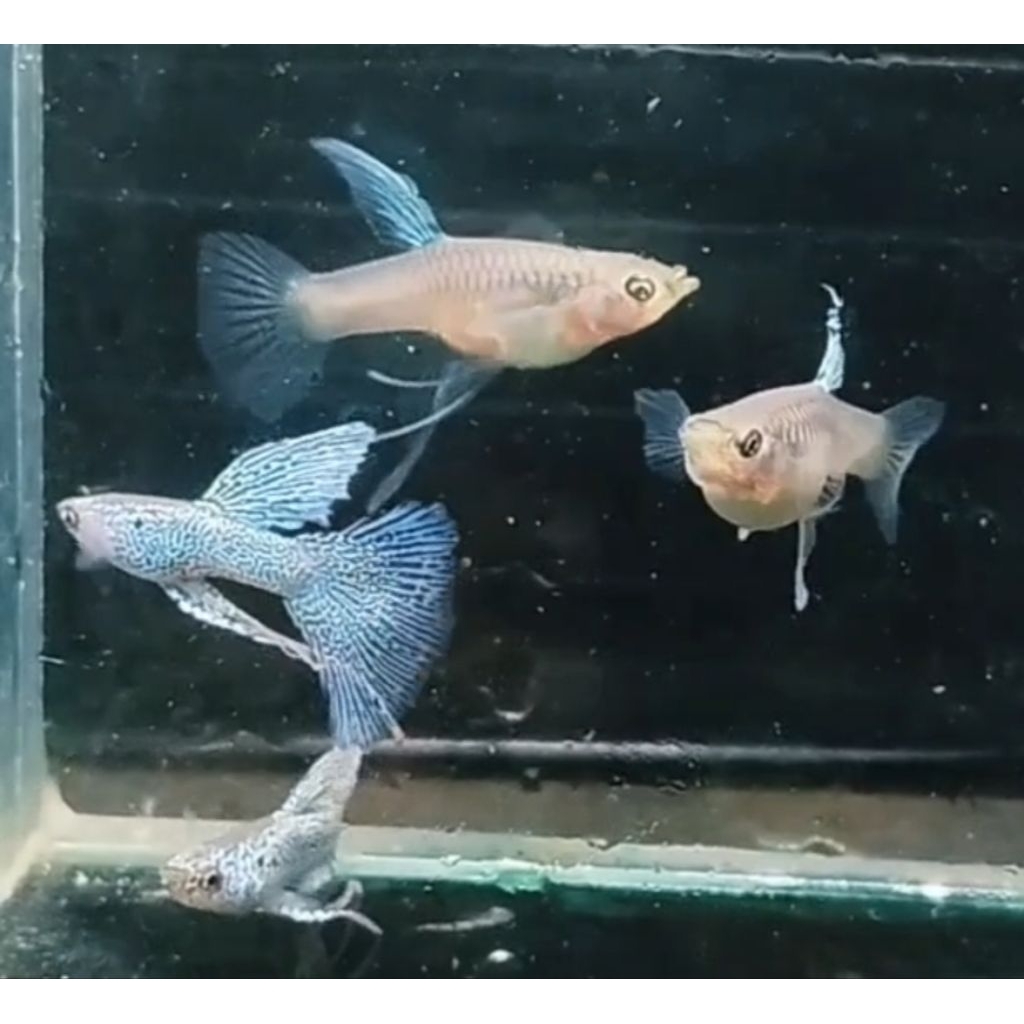 pewangi guppy silver lece ribon ( 1 pasang  )