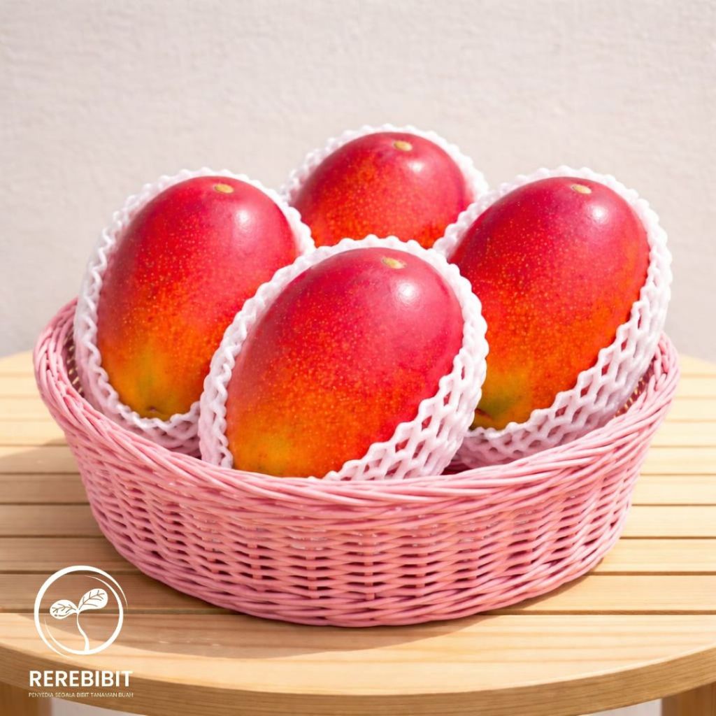 Bibit Mangga Miyazaki 1 Meter Up Batang besar