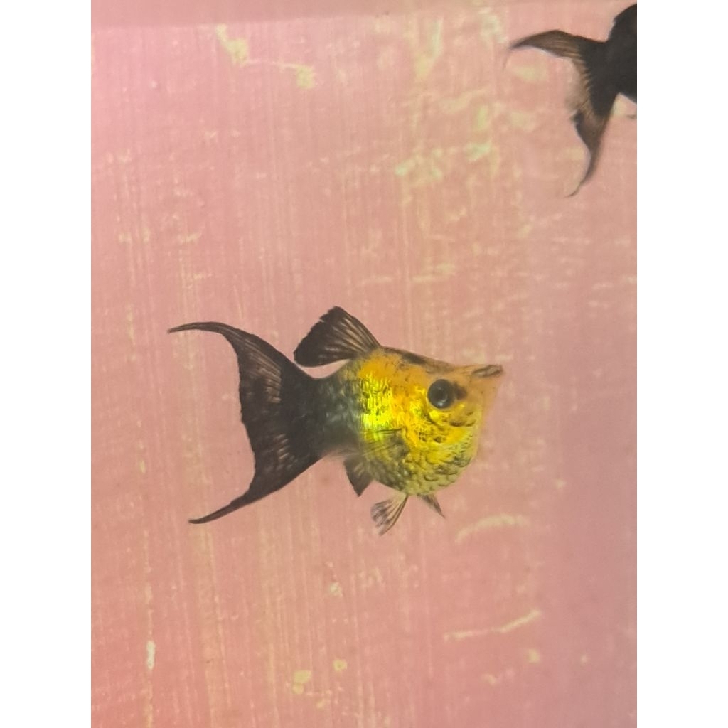MOLLY BALON GOLDEN BLACK LYRETAIL HIASAN AQUARIUM