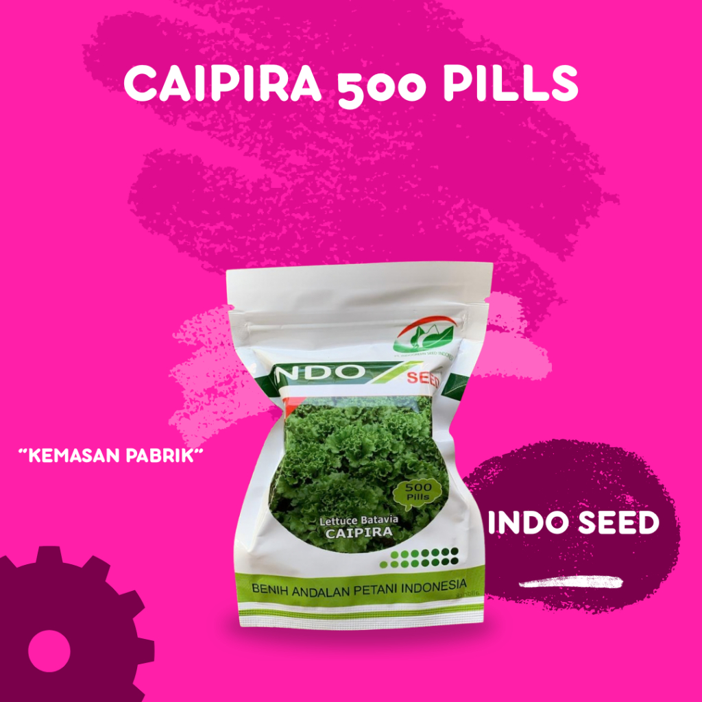 Caipira benih selada batavia indo seed kemasan 500 Pills original pabrik